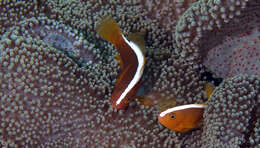 Imagem de Amphiprion sandaracinos Allen 1972