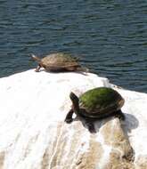 Image of Indian black turtle