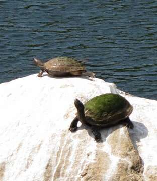 Image of Melanochelys