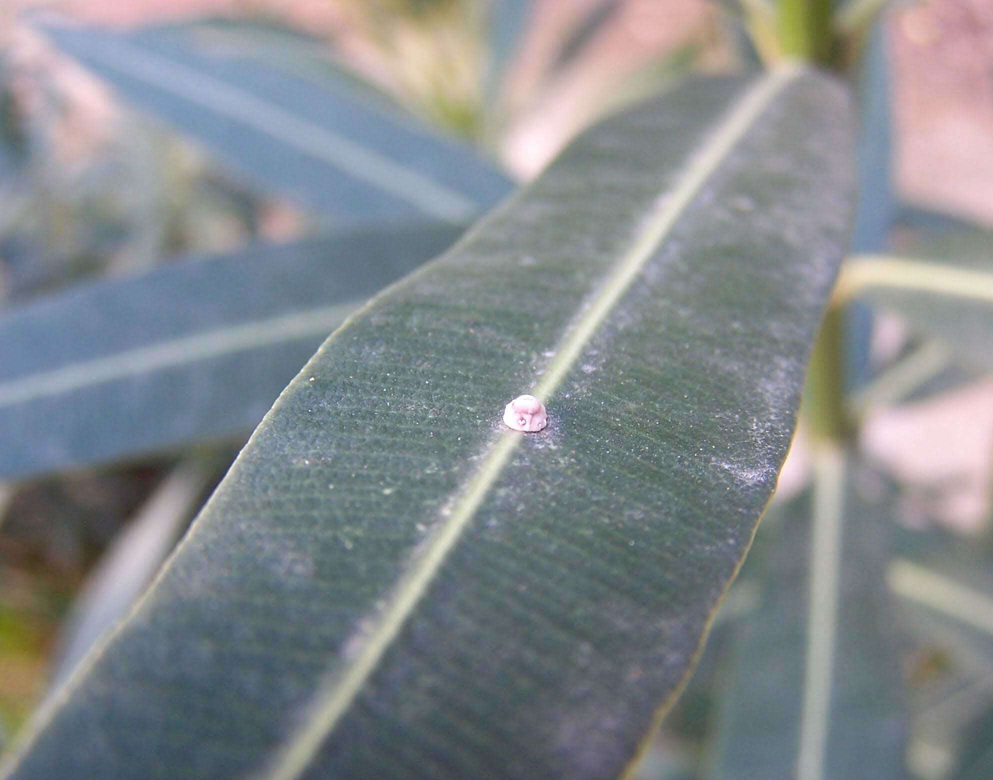 Image of Scale insect
