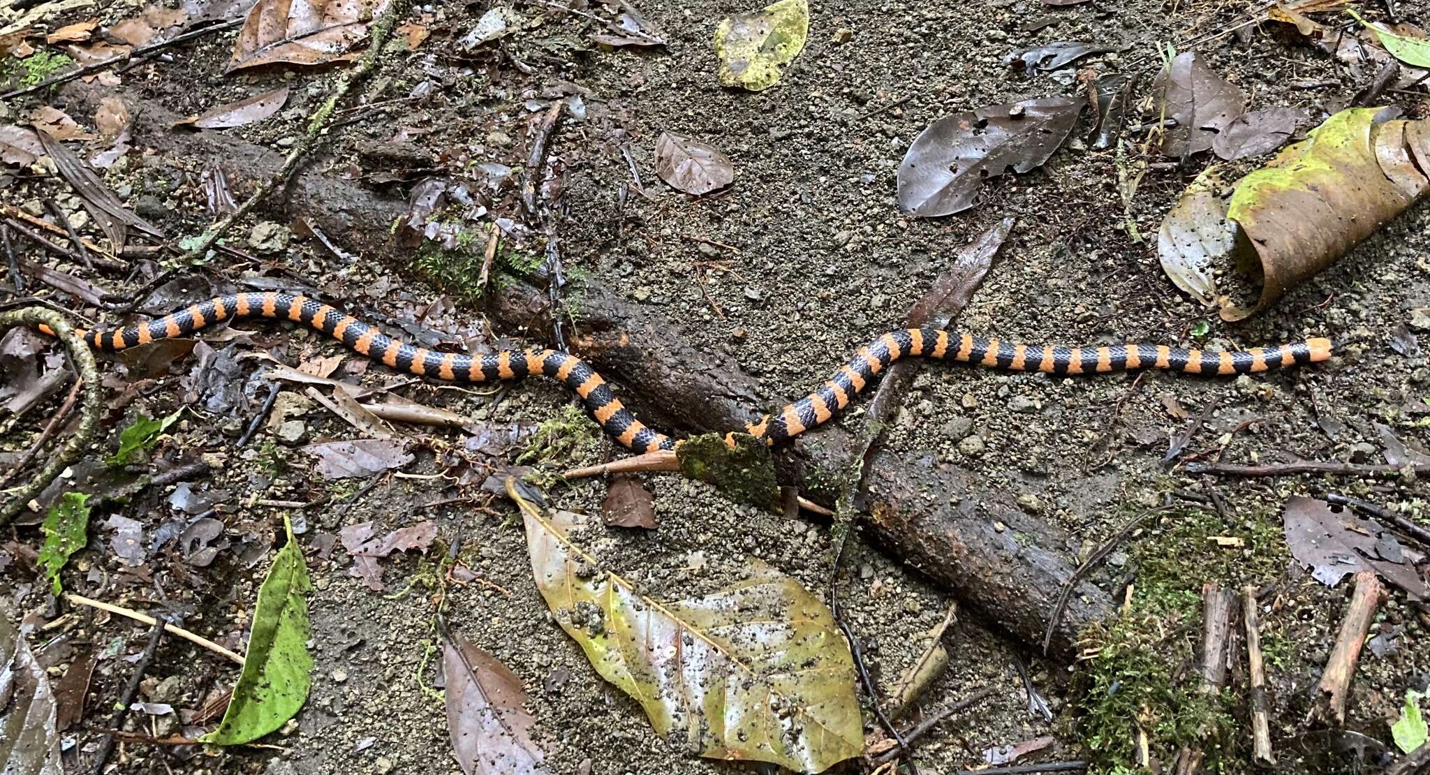 صورة Micrurus multifasciatus (Jan 1858)