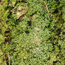 Image of Neophyllis melacarpa (F. Wilson) F. Wilson