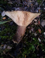 Image of Lactifluus sepiaceus (McNabb) Stubbe 2012