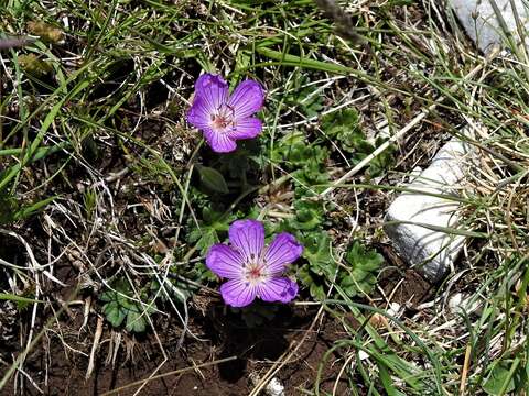 Image of Geranium austroapenninum Aedo