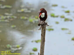 صورة Halcyon smyrnensis fusca (Boddaert 1783)