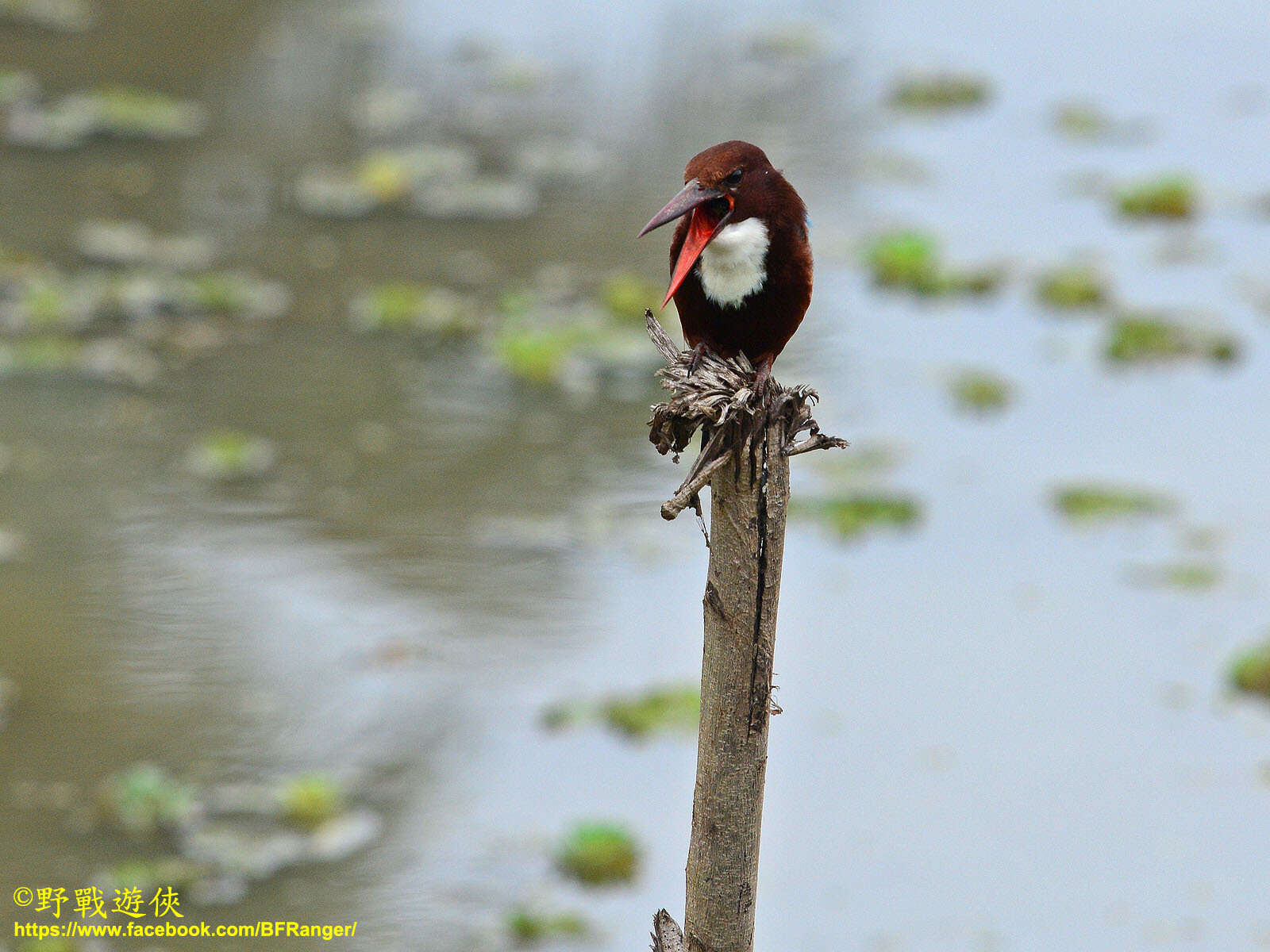 صورة Halcyon smyrnensis fusca (Boddaert 1783)