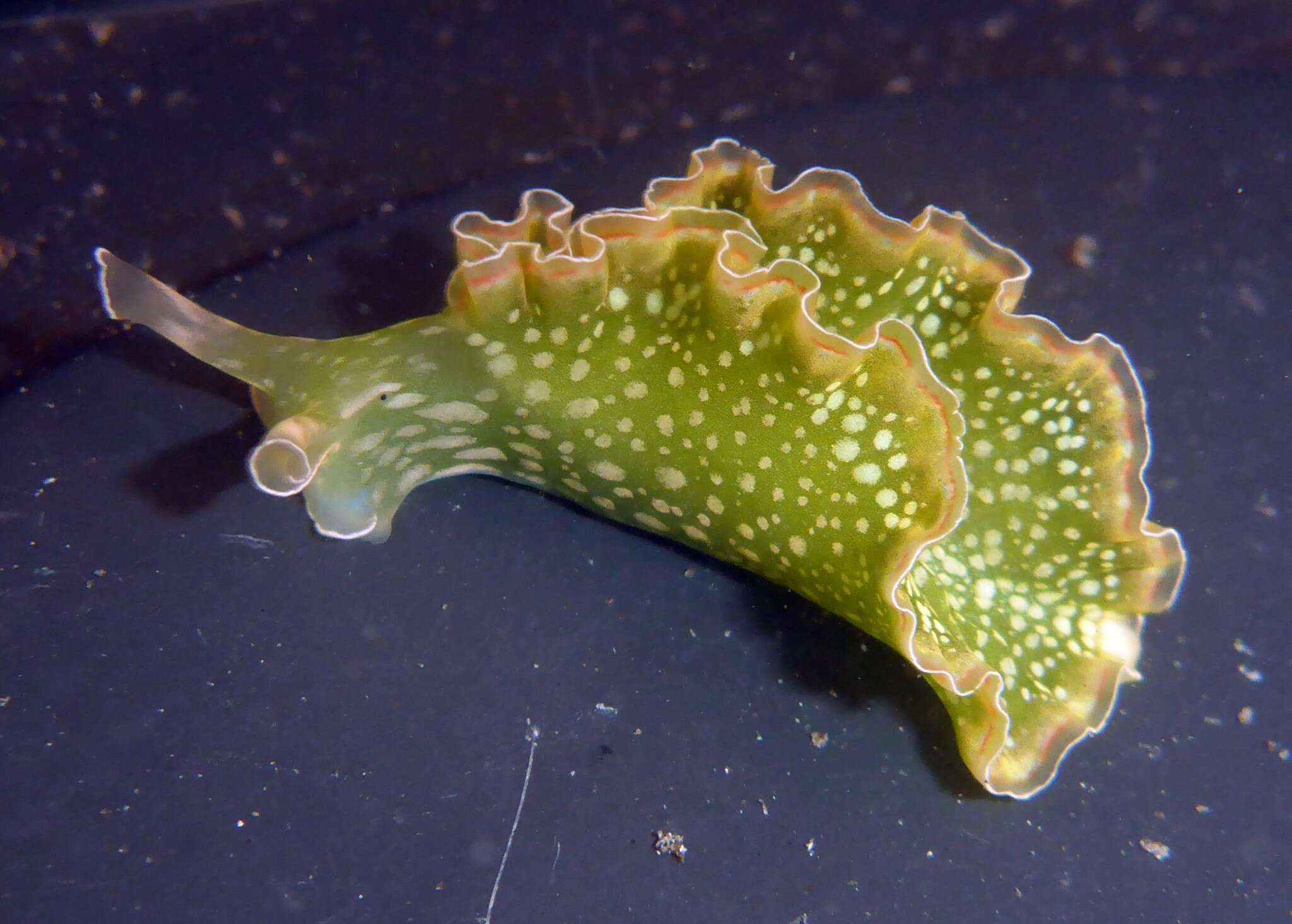 Image of lettuce sea slug