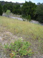 صورة Asclepias viridis Walt.