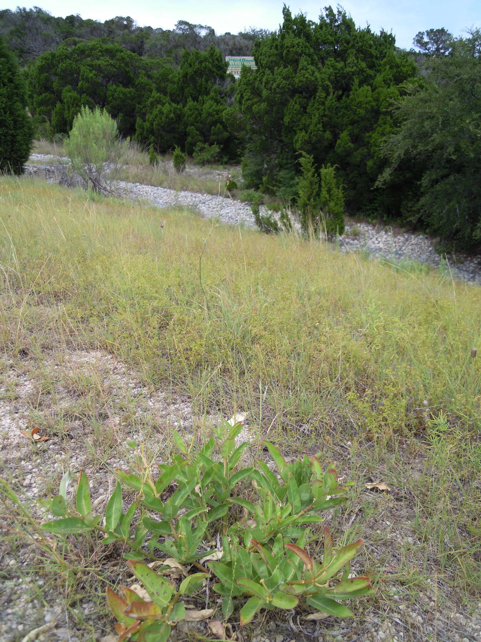 صورة Asclepias viridis Walt.