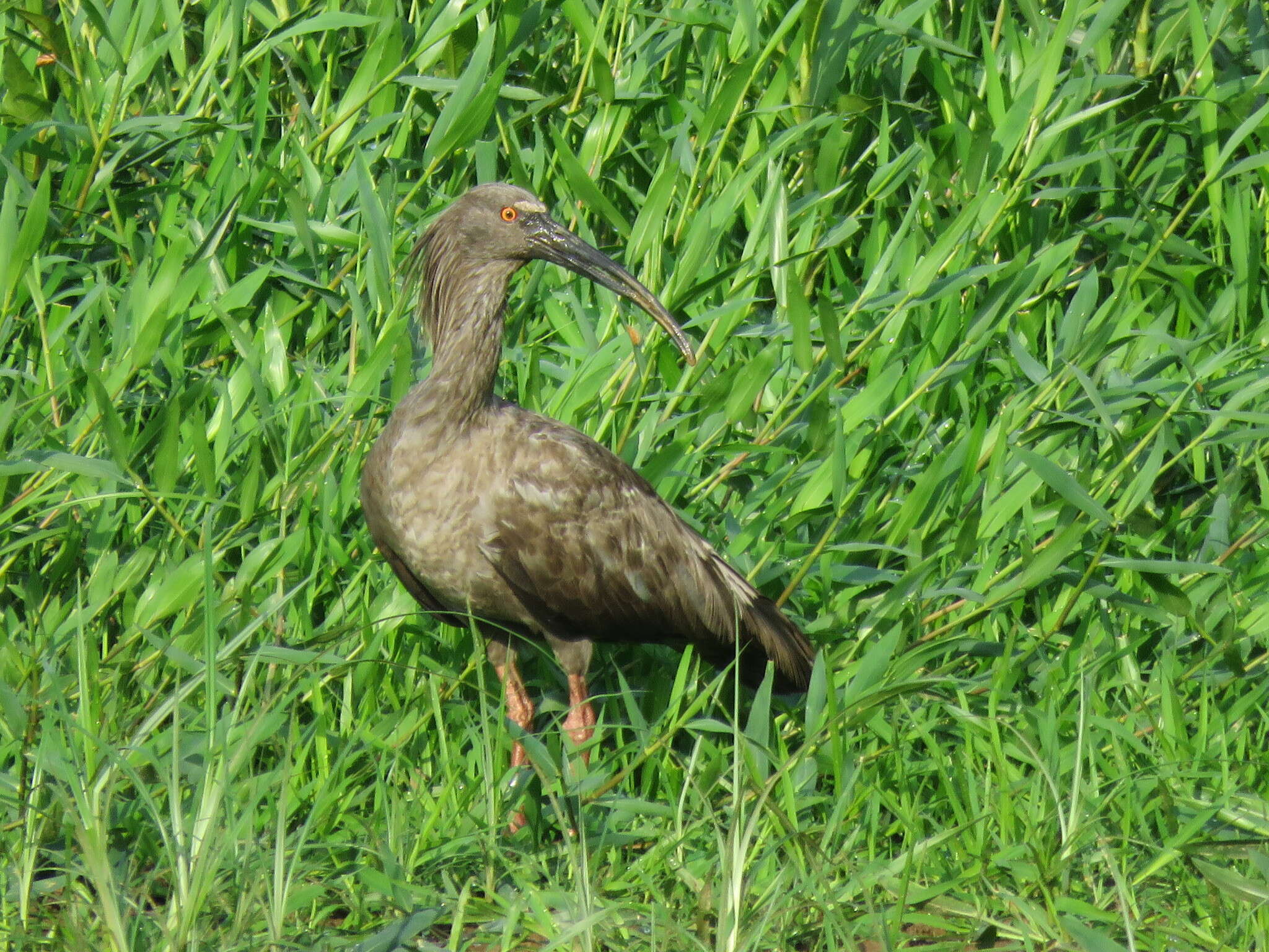 Image of Plumbeous Ibis