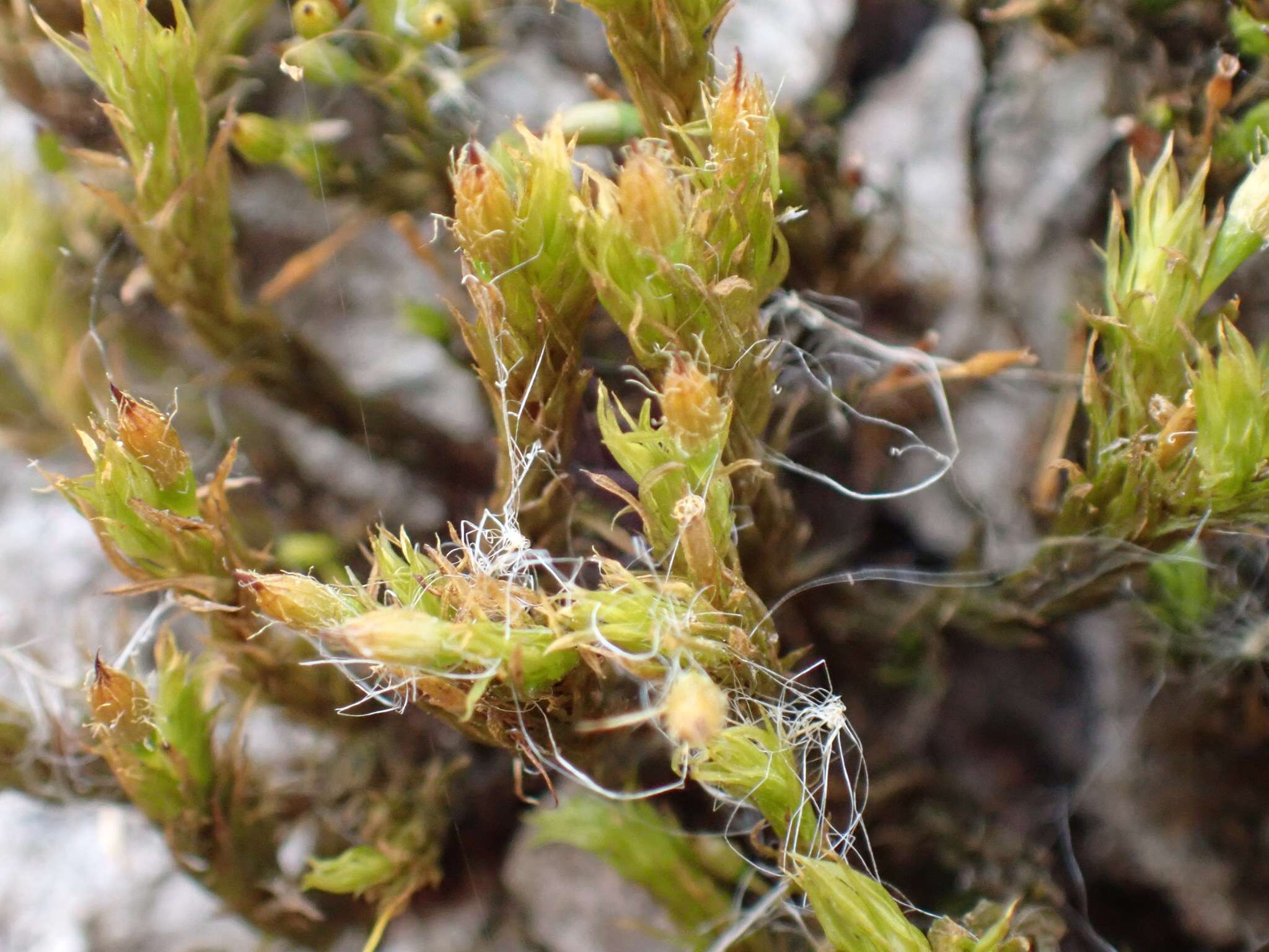 Image of Pulvigera papillosa (Hampe) F. Lara, Draper & Garilleti