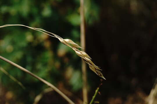 Слика од Piptatherum holciforme (M. Bieb.) Roem. & Schult.