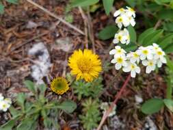 Image of alpine yellow fleabane