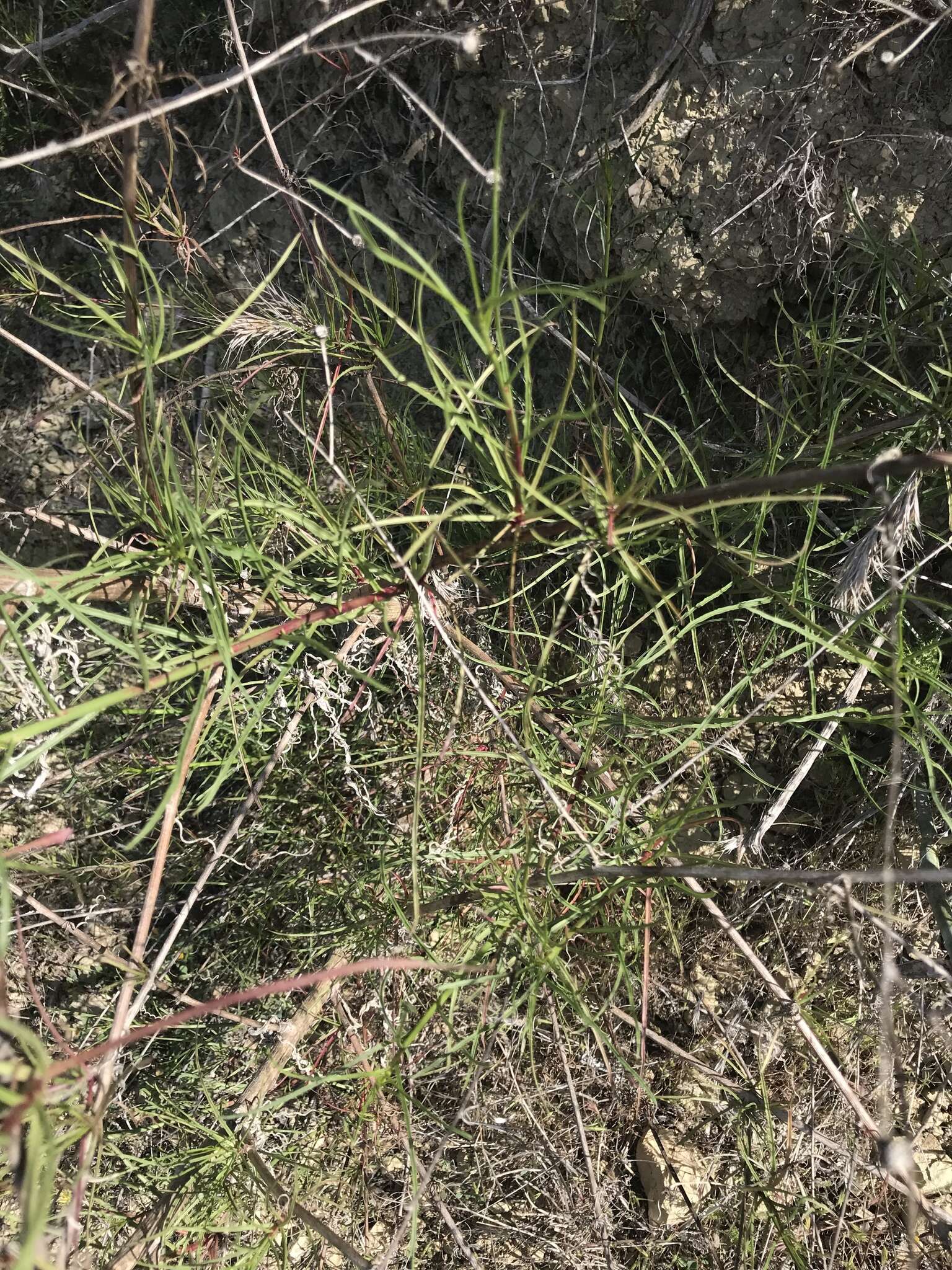 Image of cliff desertdandelion