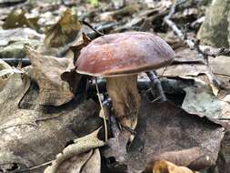 Imagem de Tylopilus badiceps (Peck) A. H. Sm. & Thiers 1971