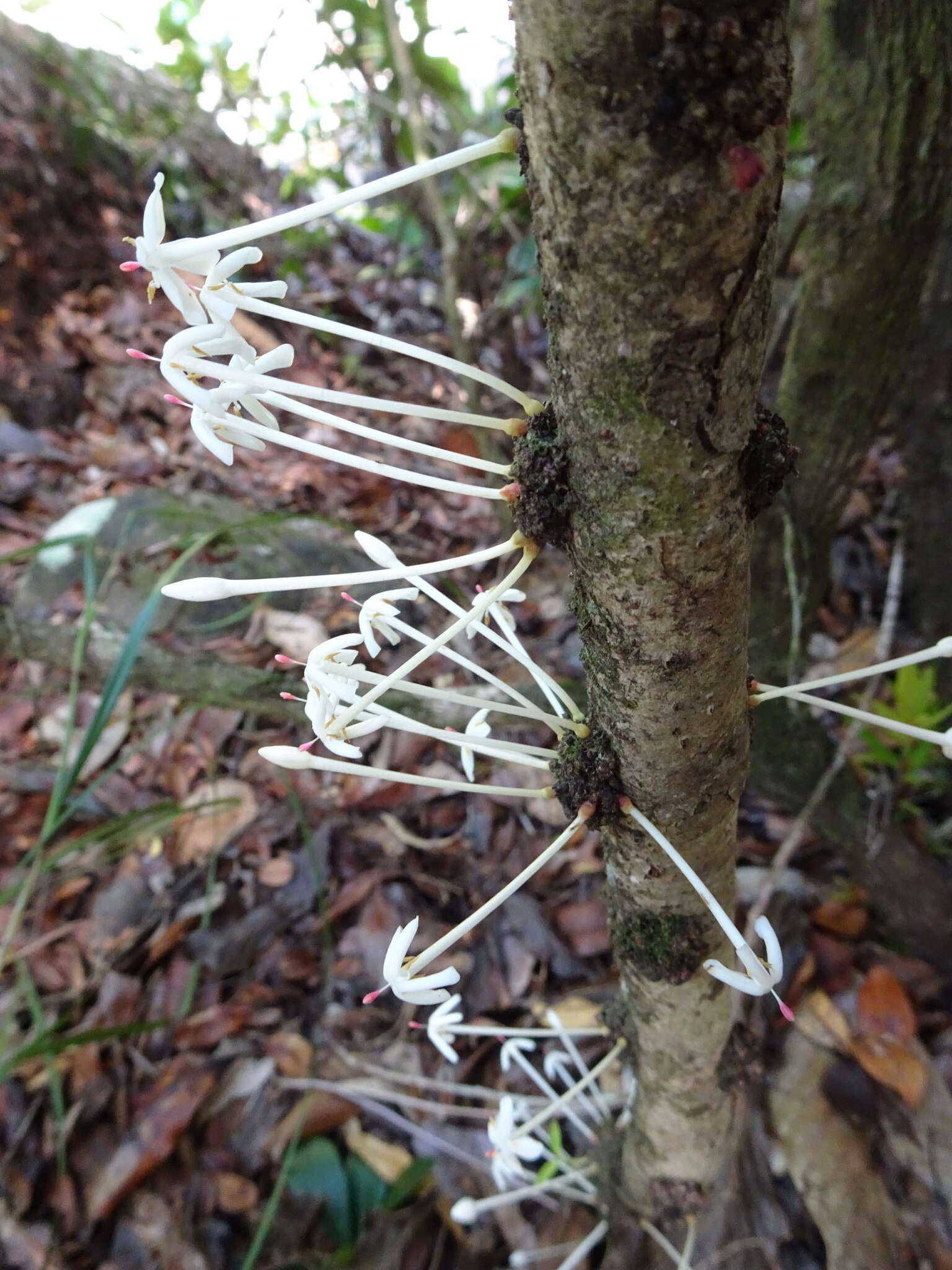 Image of Ixora cauliflora Montrouz.