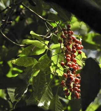 Image de Vitex queenslandica (Munir) Bramley