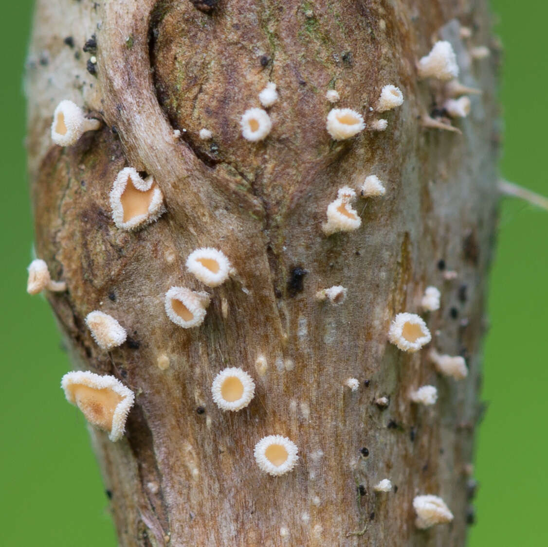 Image of Capitotricha rubi (Bres.) Baral 1985