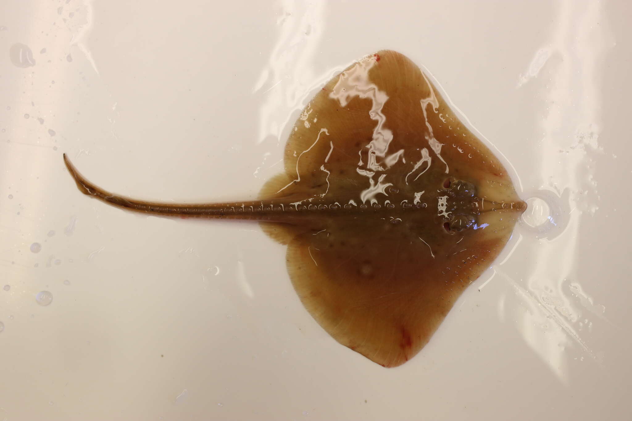 Image of Blonde Ray