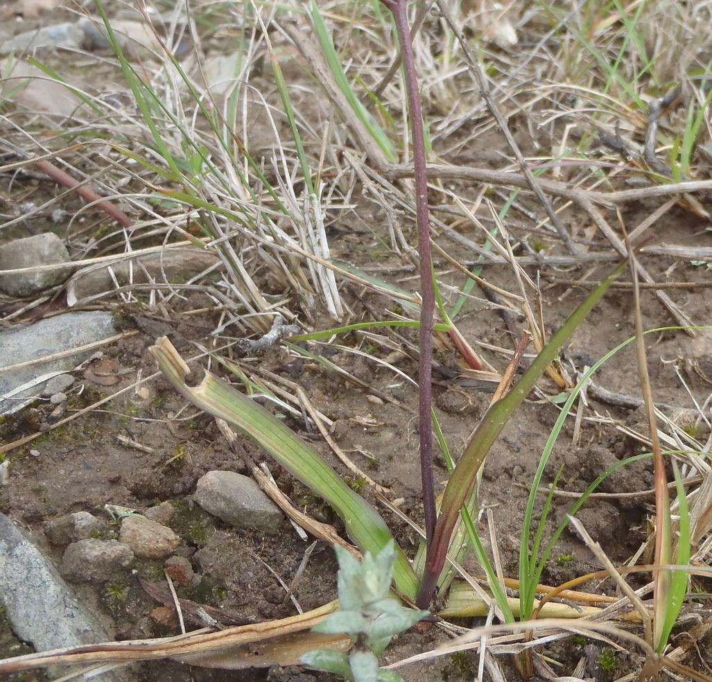 Image of Cyanella lutea subsp. lutea