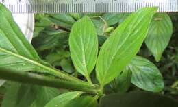 Image of Pentas micrantha Baker