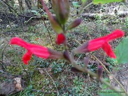 Imagem de Salvia fulgens Cav.