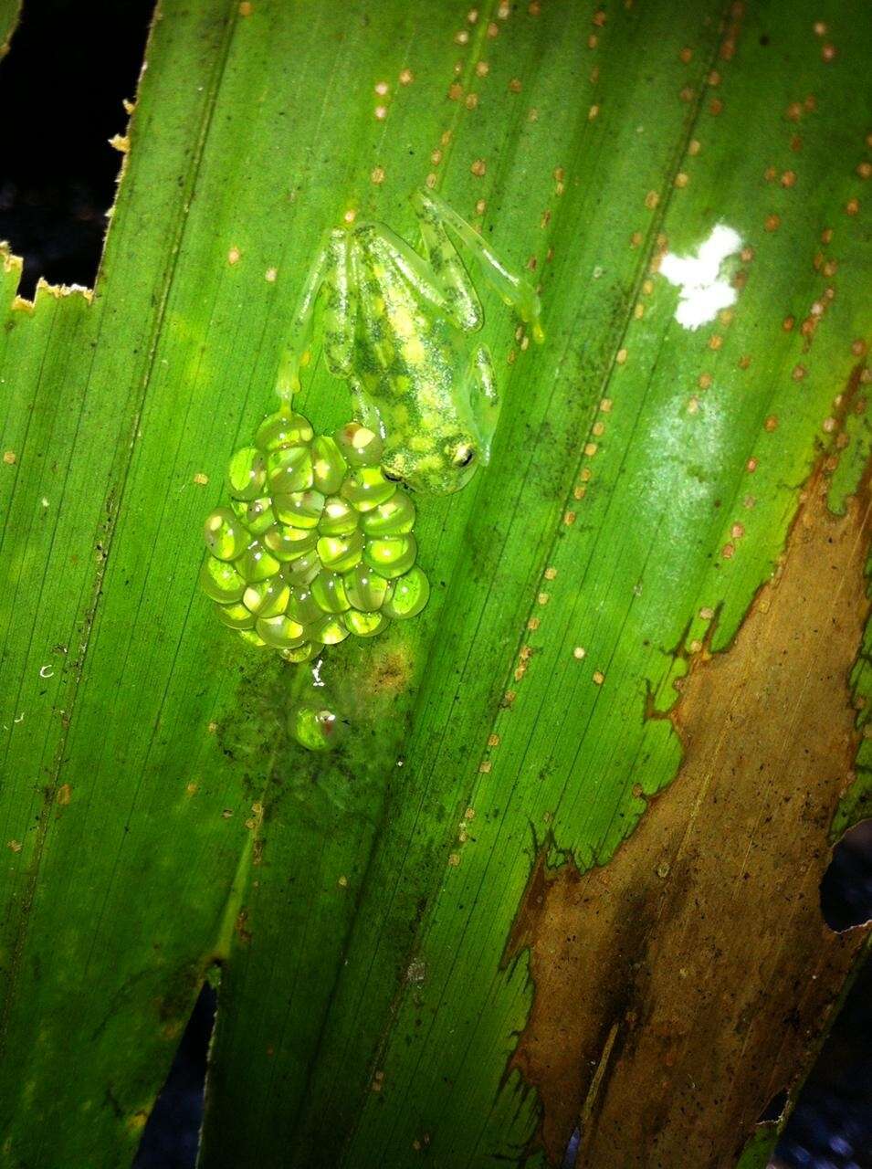 Image of La Palma Glass Frog