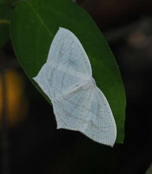 Image of Acropteris illiturata Warren