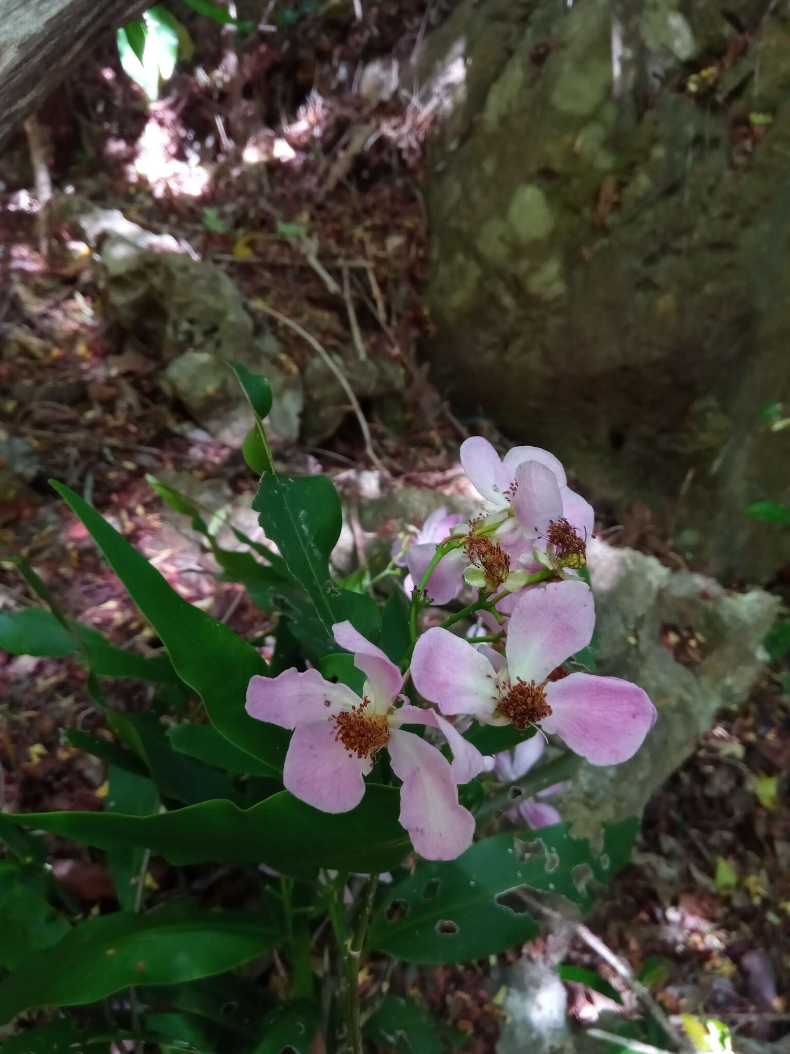 Image of Diegodendron humbertii Capuron