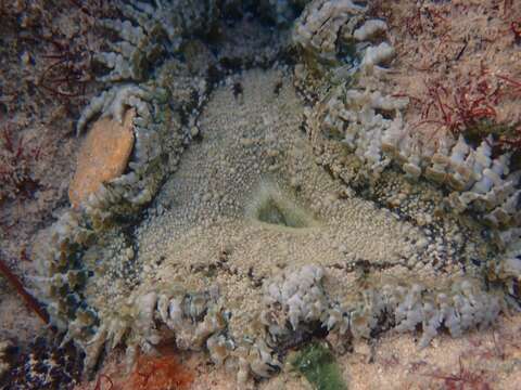 Image of beaded anemone