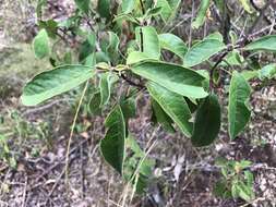 Image of Clerodendrum tomentosum (Vent.) R. Br.