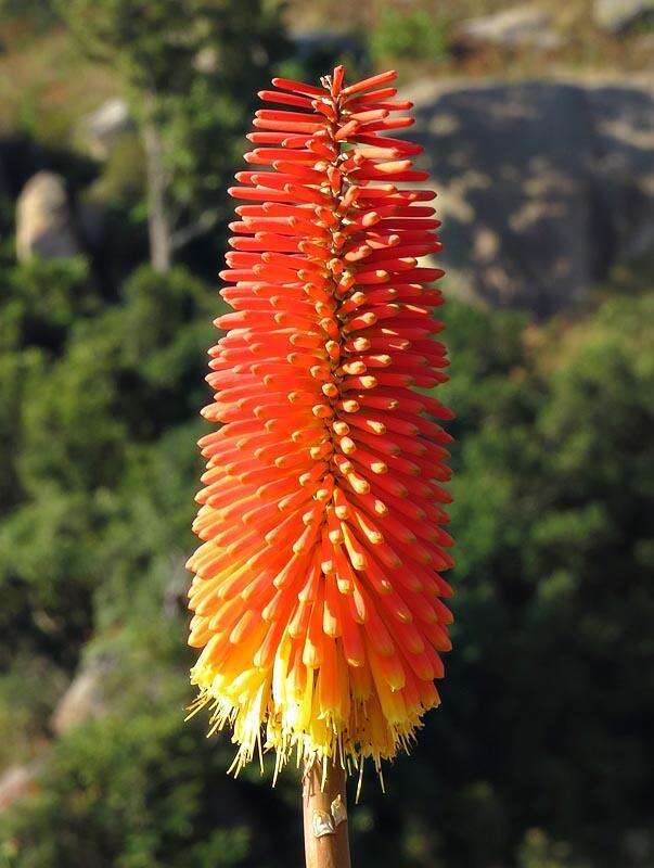 Image of Red hot poker