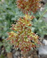 Image of Rhodiola heterodonta (Hook. fil. & Thoms.) A. Boriss.