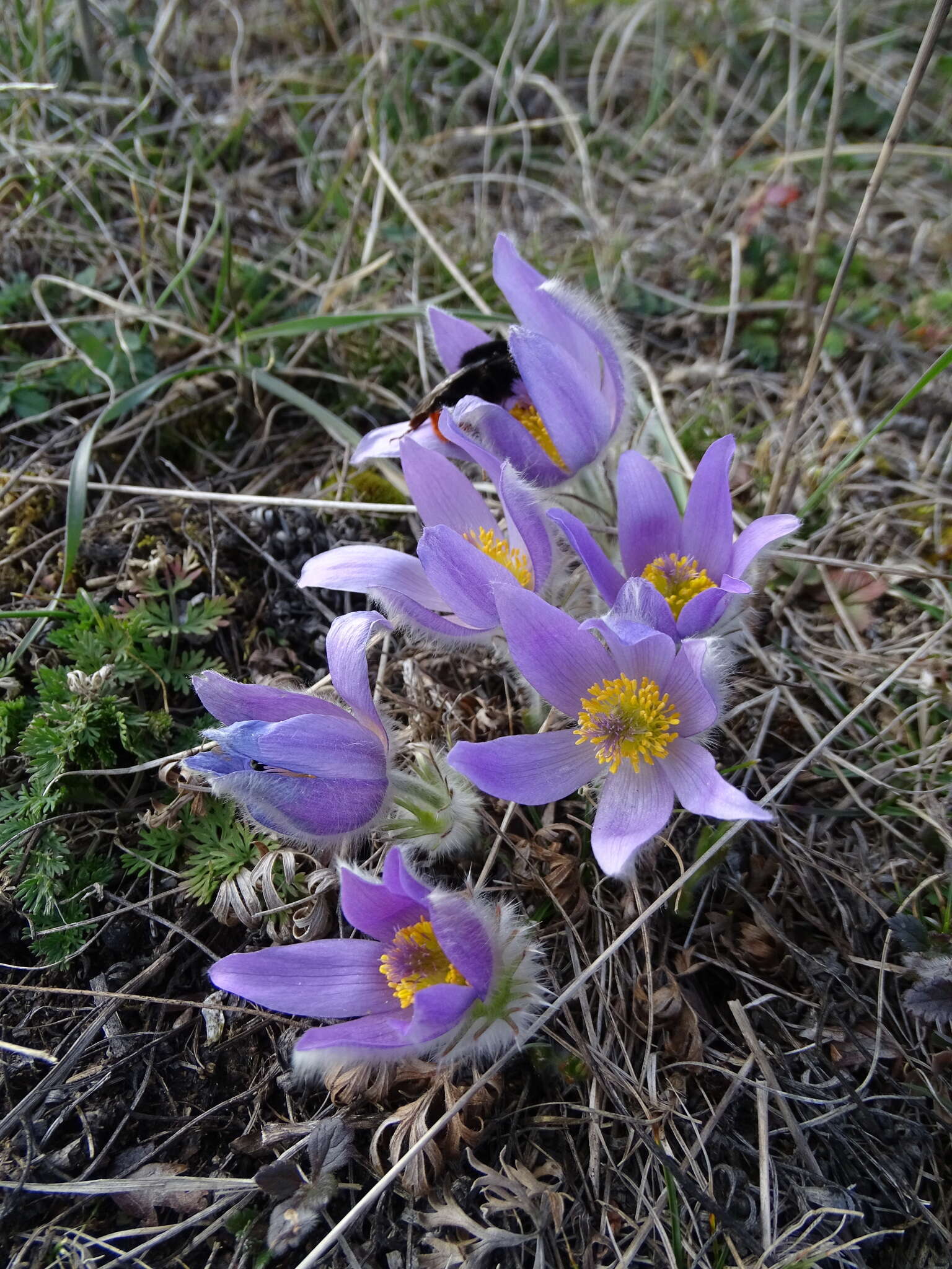 Image de Pulsatilla grandis Wenderoth