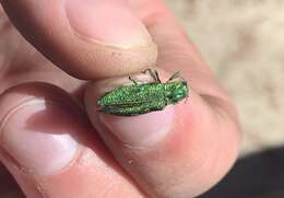 Image of Western Cedar Borer