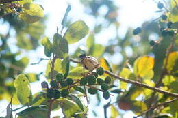 Image of Ruddy-breasted Seedeater