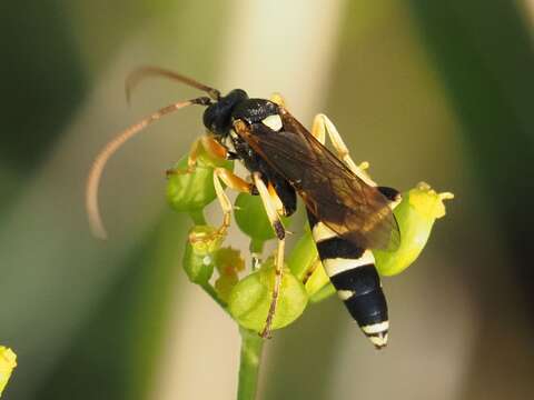 Image of Ichneumon sarcitorius Linnaeus 1758