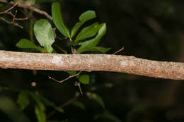 Vachellia choriophylla (Benth.) Seigler & Ebinger resmi