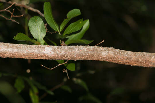 Слика од Vachellia choriophylla (Benth.) Seigler & Ebinger