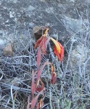 Image of Gladiolus saundersii Hook. fil.