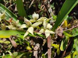 Image of Prosthechea fragrans (Sw.) W. E. Higgins