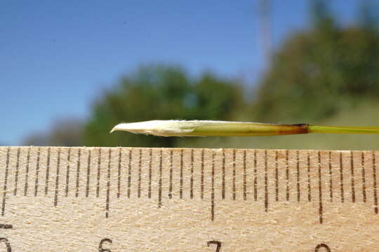 Image of Stipa pontica P. A. Smirn.