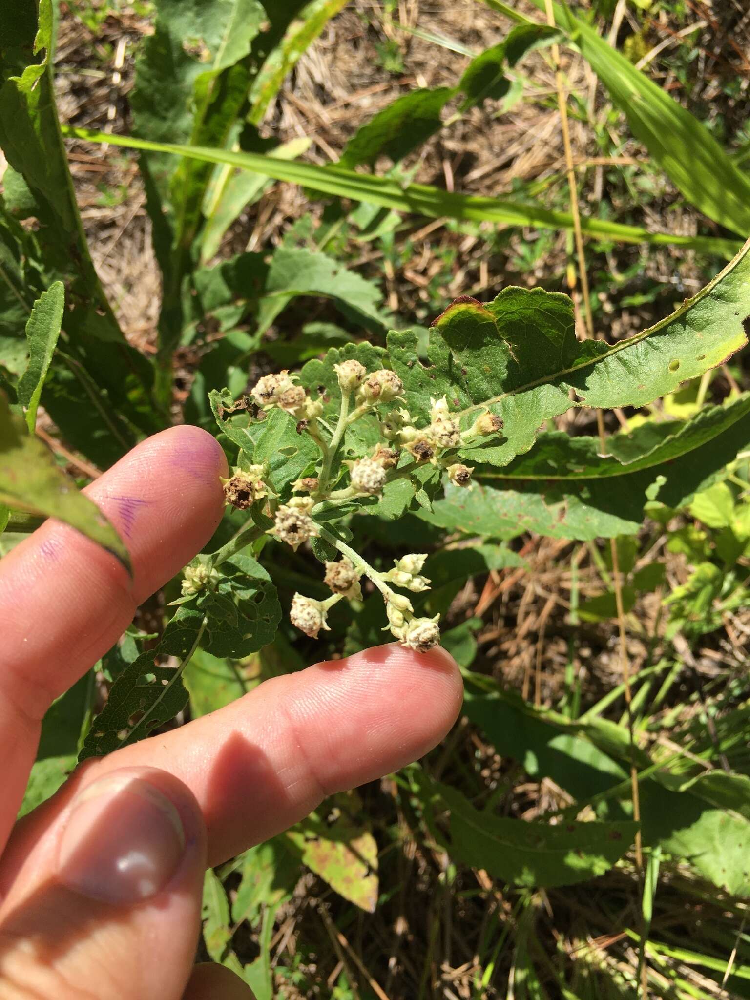 Sivun Parthenium integrifolium var. mabryanum Mears kuva