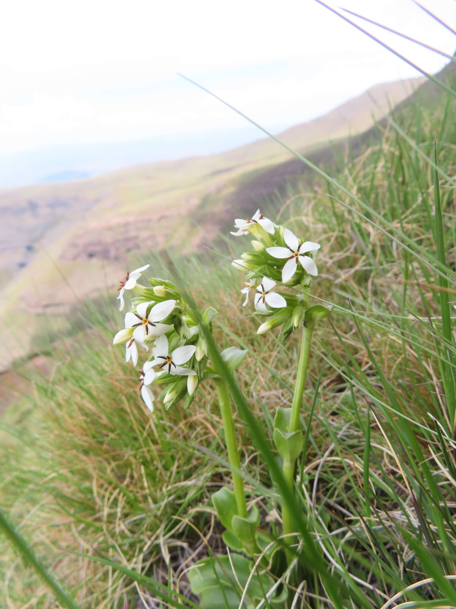 Image of Sebaea spathulata (E. Mey.) Steud.