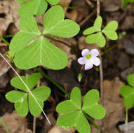 Image of alpine woodsorrel