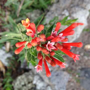 Plancia ëd Bouvardia tenuifolia Standl.