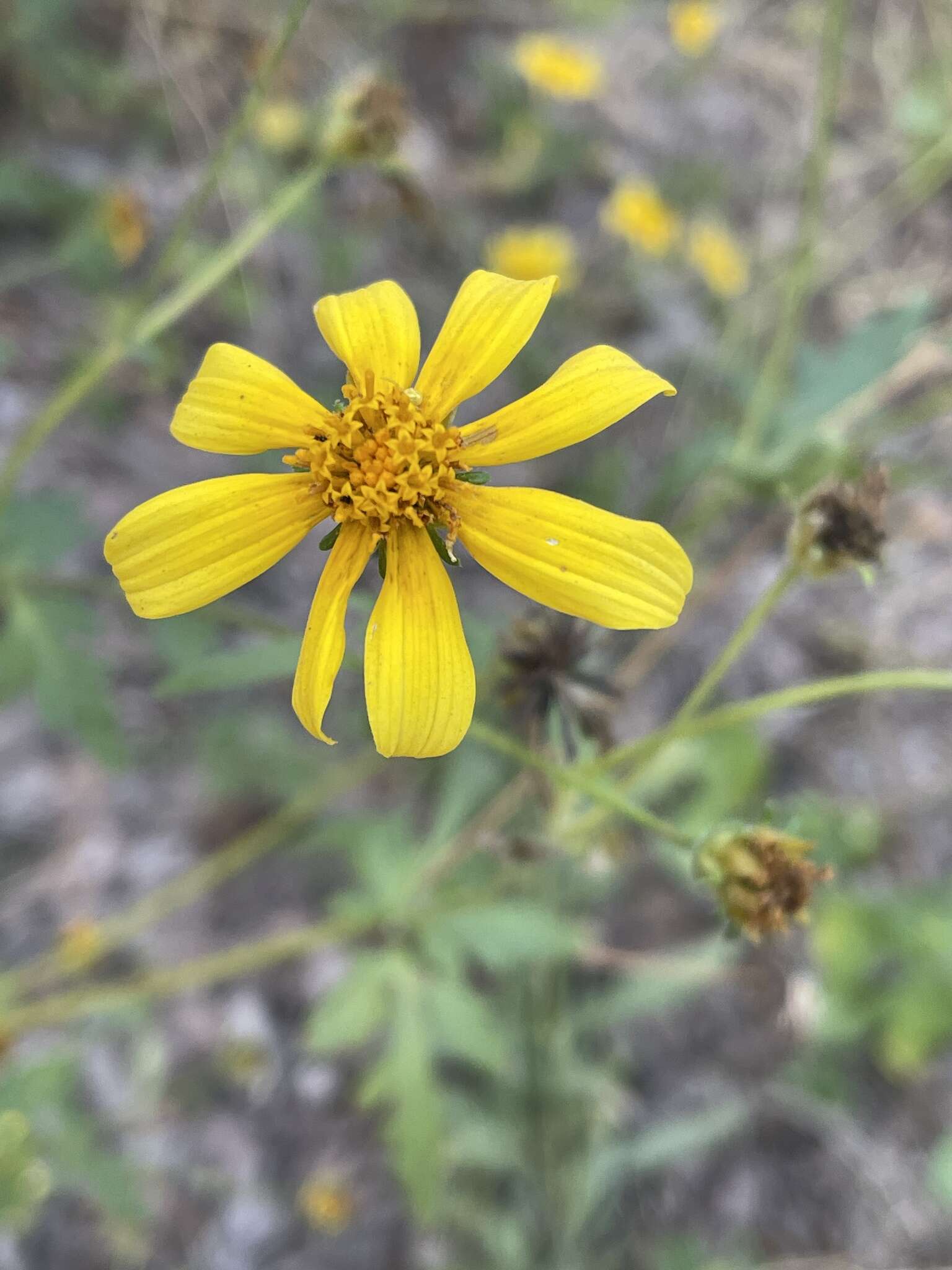 Image of Munondo bur-marigold