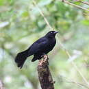 Image of Quiscalus lugubris guadeloupensis Lawrence 1879