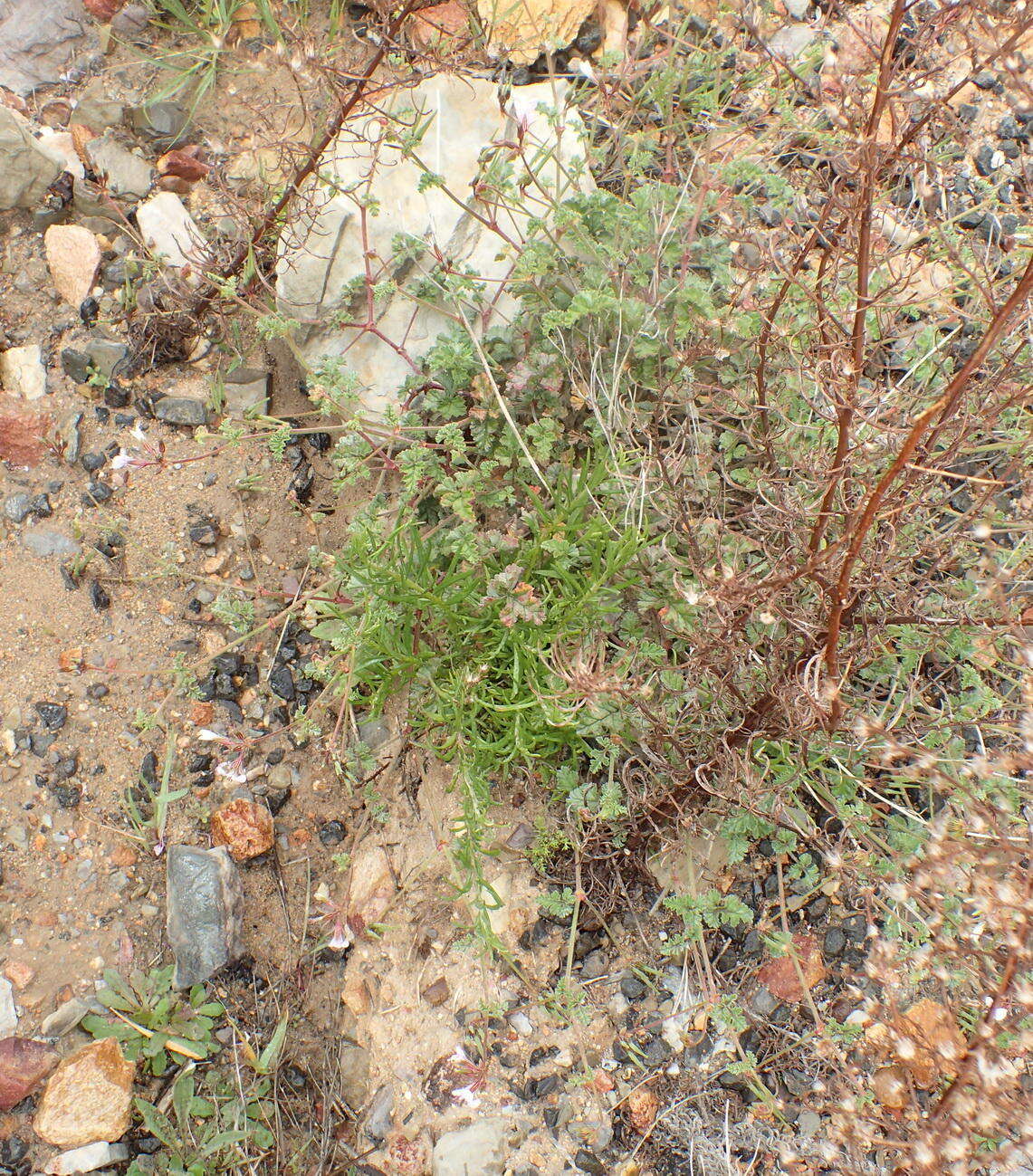 Image of geranium