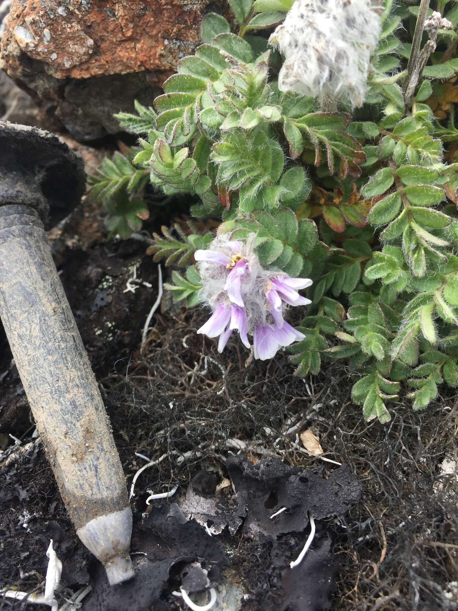 Image of Polemonium villosissimum (Hultén) D. F. Murray & Elven